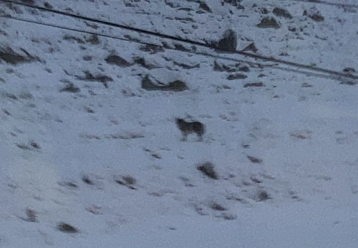 Imatge on es veu un possible llop en una zona propera a la boca sud del túnel de Vielha