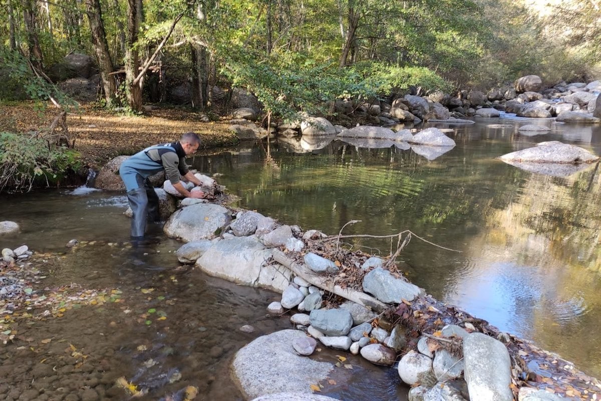 Un Agent Rural desfent una presa en un riu pallarès
