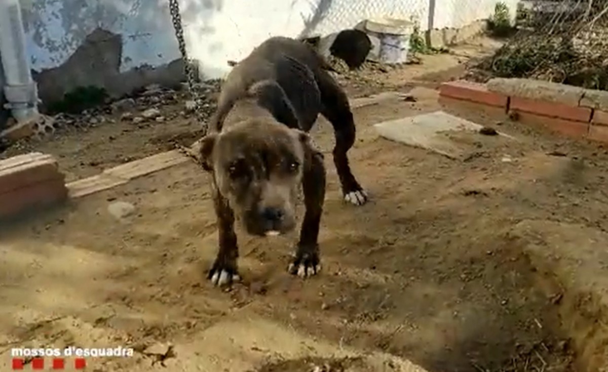 Una captura de pantalla del vídeo de la gossa, difòs pels Mossos