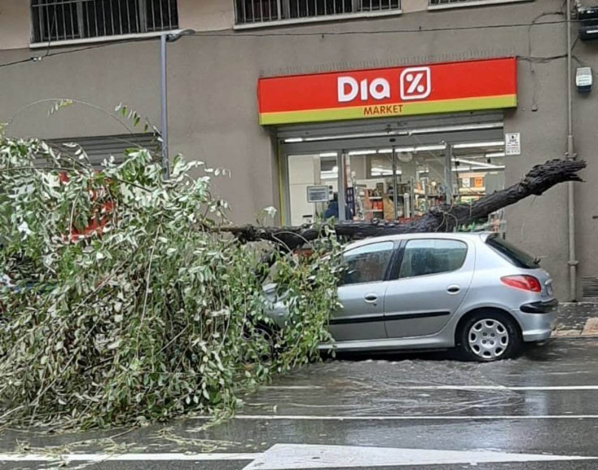 Un arbre ha colpejat contra un cotxe a Tarragona a causa del vent