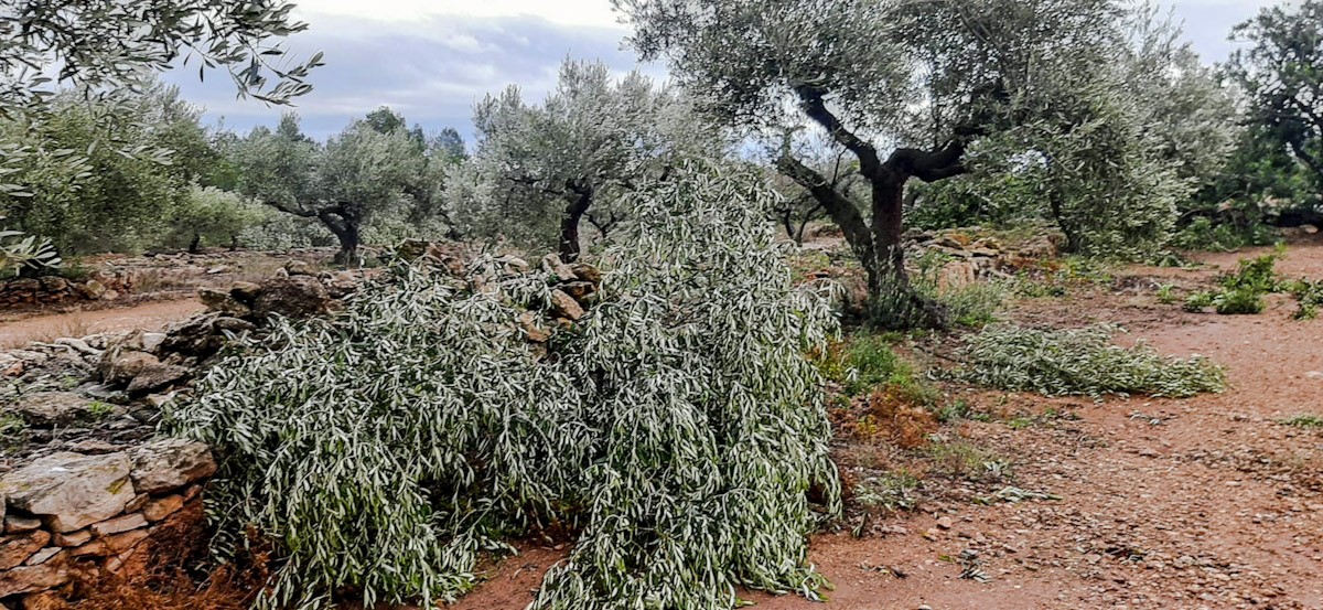 Primer pla dels desperfectes de la tempesta en un cam d'oliveres de les Terres de l'Ebre. 