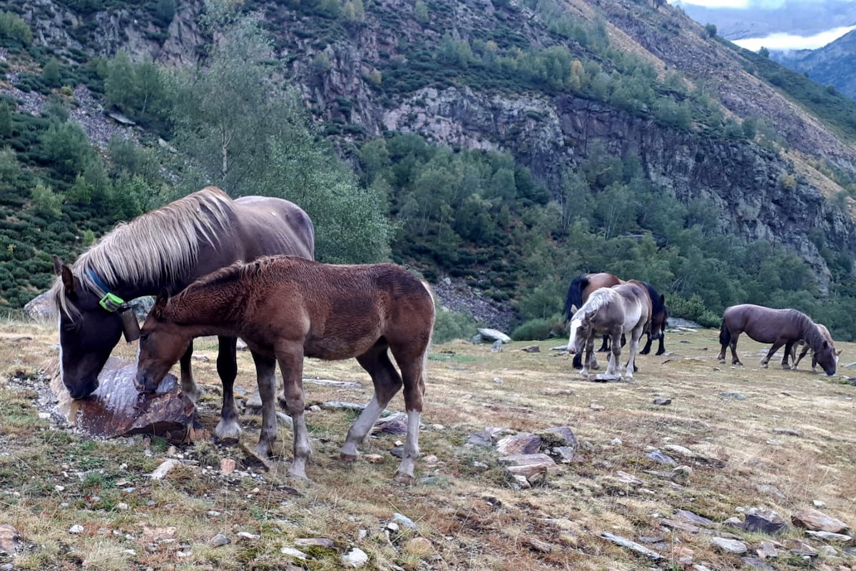 Uns cavalls pasturant a la muntanya al Parc Natural de l'Alt Pirineu, un dels quals amb un collar GPS