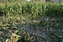Vés a: Agricultura facilitarà la producció de blat de moro ecològic