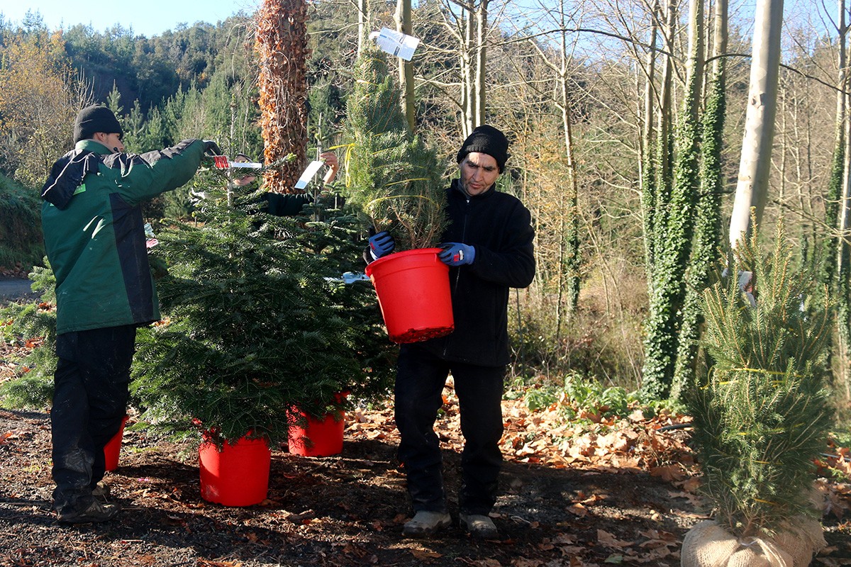 Treballadors d'una finca de les Guilleries on es cultiven arbres de Nadal.