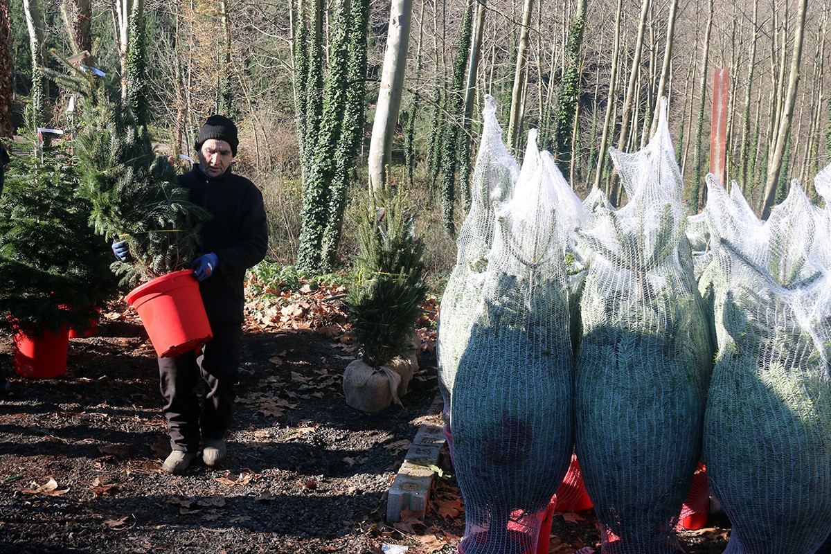 Un treballador d'una finca de les Guilleries on es cultiven arbres de Nadal, traslladant un avet