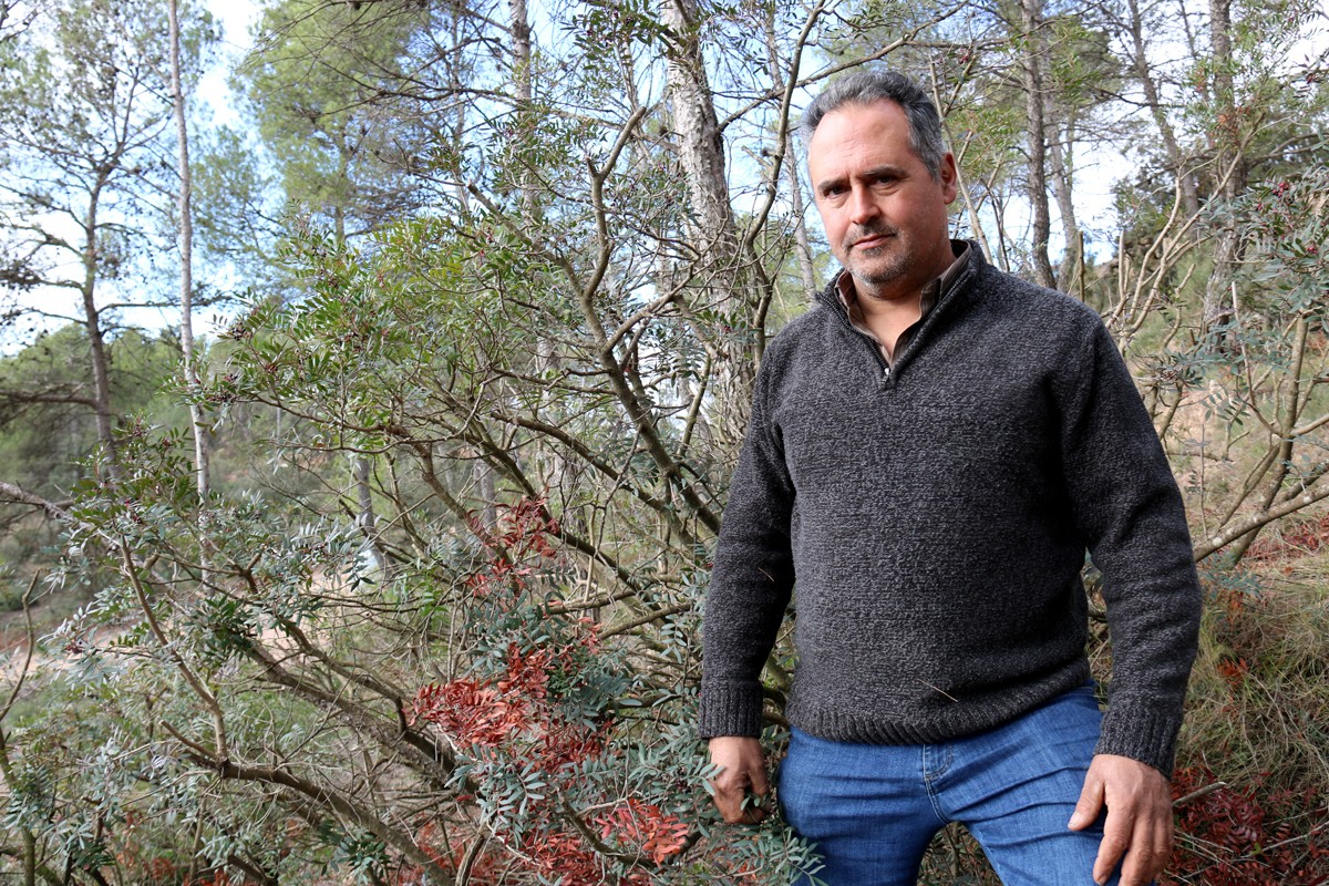Pere Bover, propietari forestal de Sallent, davant d'un arbust de llentiscle espoliat a casa seva
