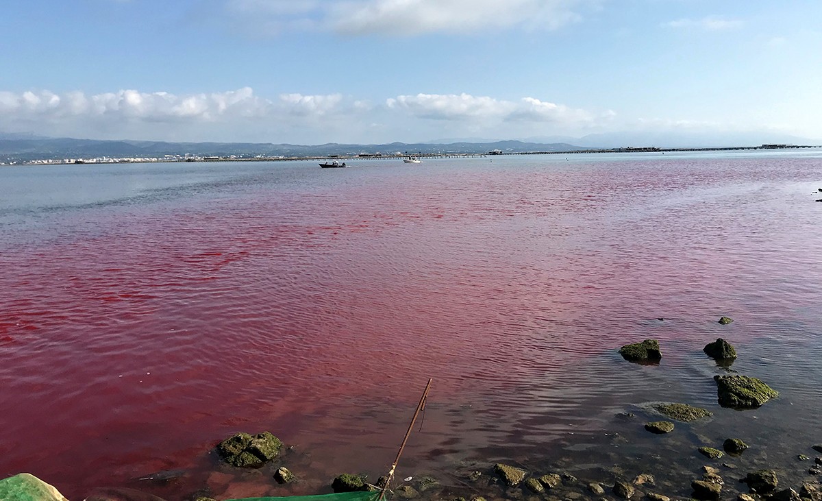 Pla general de la badia del Fangar tenyida per la rodamina WT, un colorant vermellós soluble en aigua. Imatge cedida per l’IRTA.