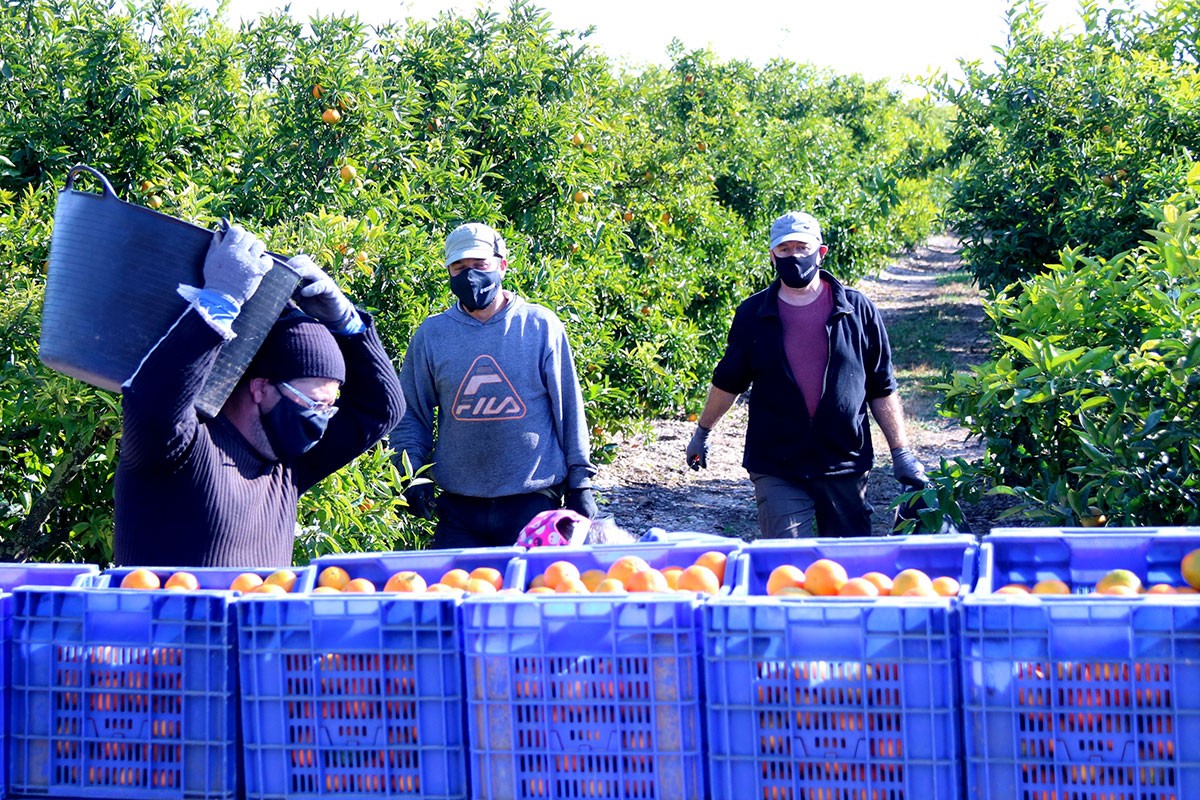 Treballadors collint mandarines en un camp proper a Alcanar.