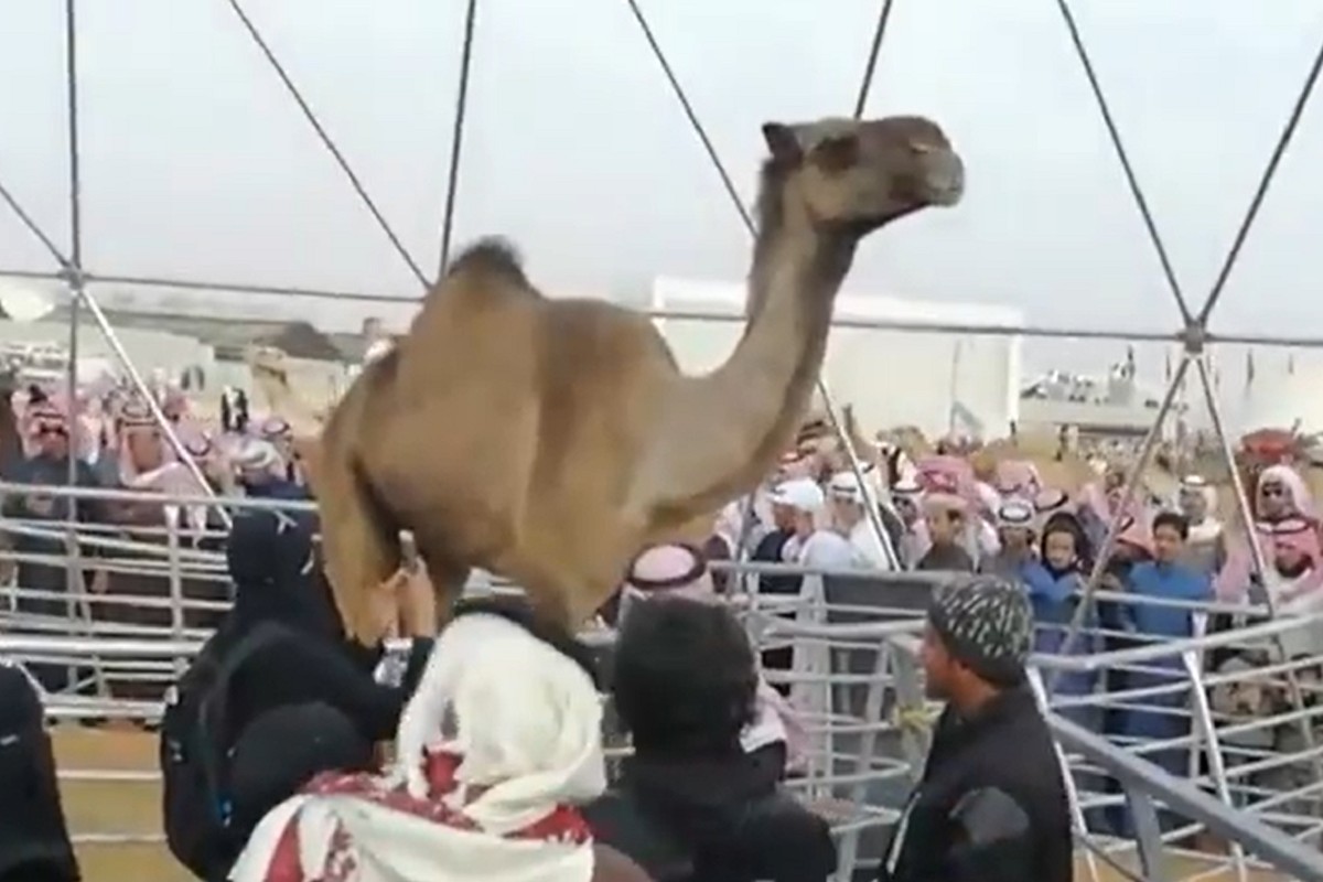 Un dels camells desqualificats
