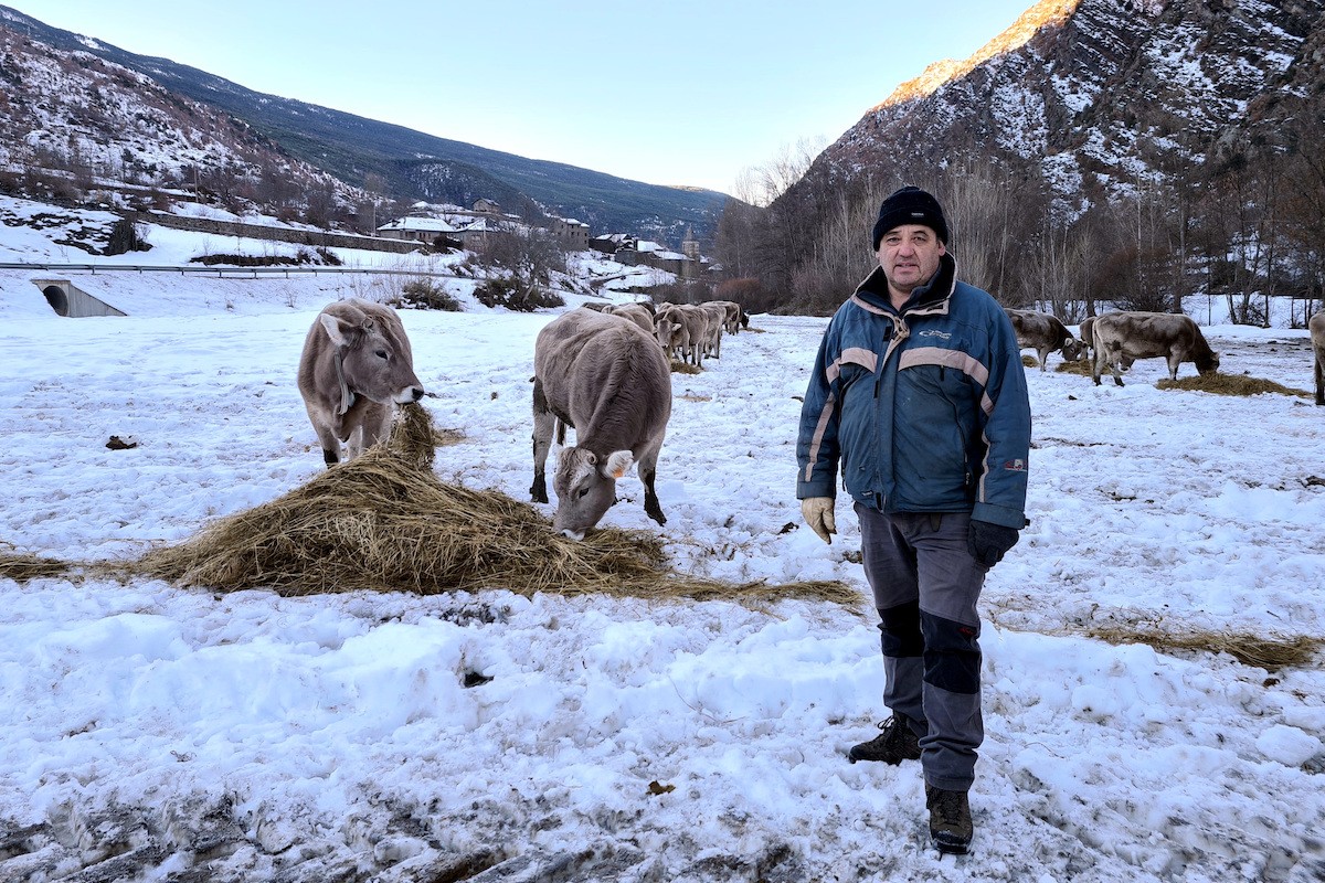 Un ramader a un prat nevat i les vaques menjant herba seca damunt la neu