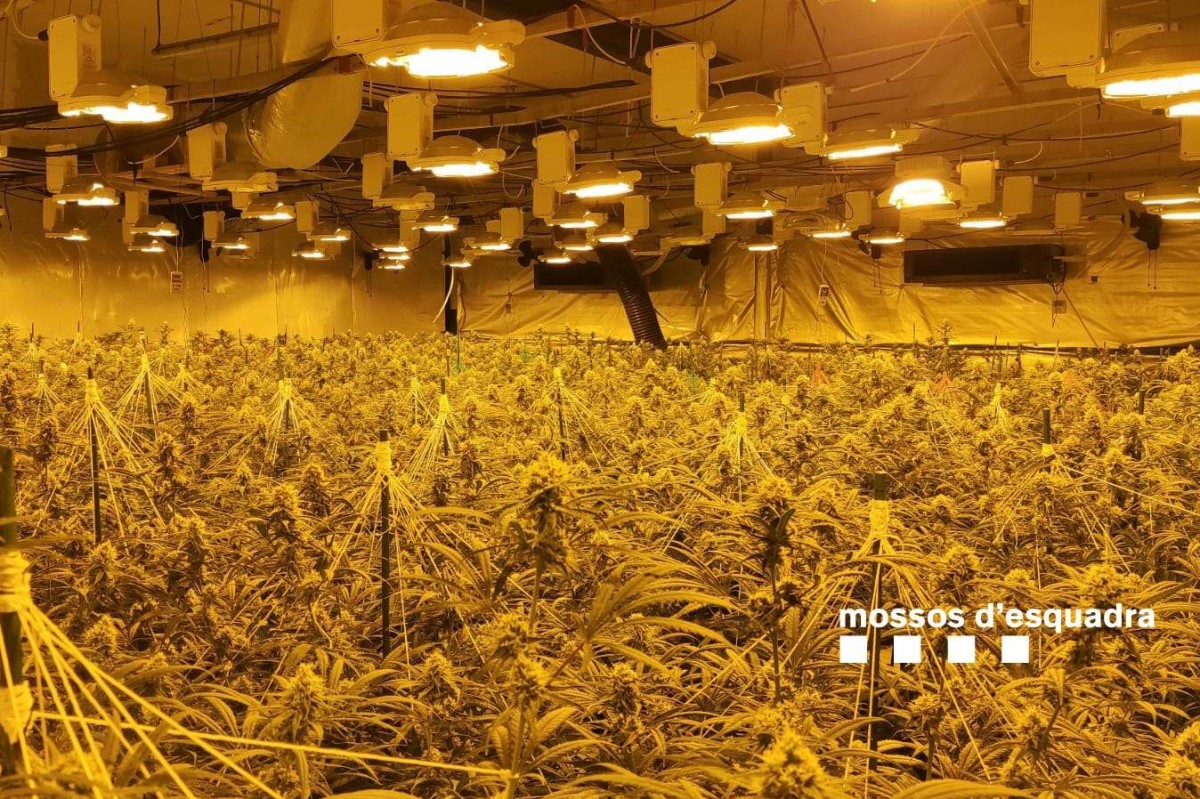 Un dels cultius de marihuana descoberts 