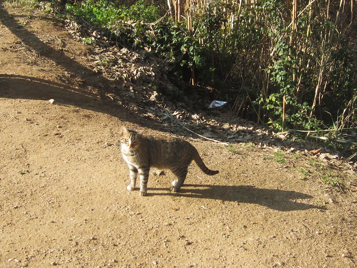 L'esterització dels gats ferals és primordial per controlar les colònies