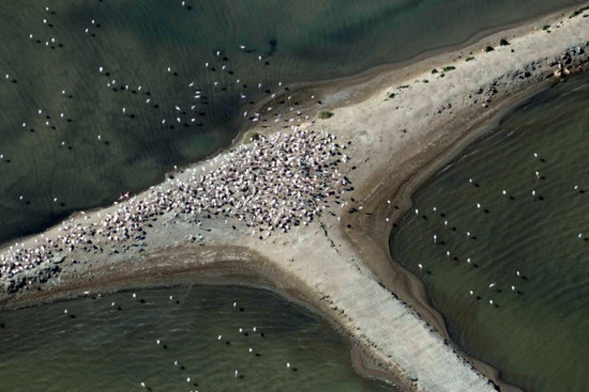 Imatge aèria de la colònia de flamencs a les salines de la Trinitat del delta de l'Ebre. 