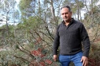 Vés a: Salven de l'extinció la carxofa morada del Vallès