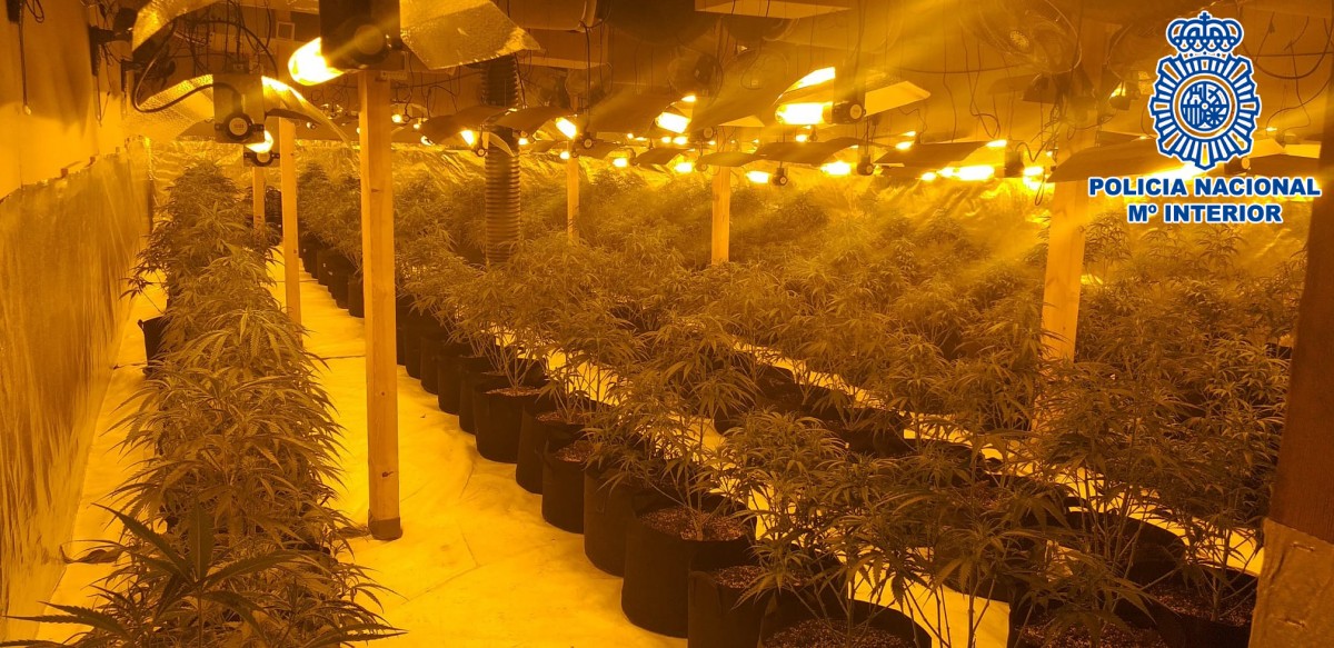 Les diligències van requisar un total de 2.589 plantes de marihuana