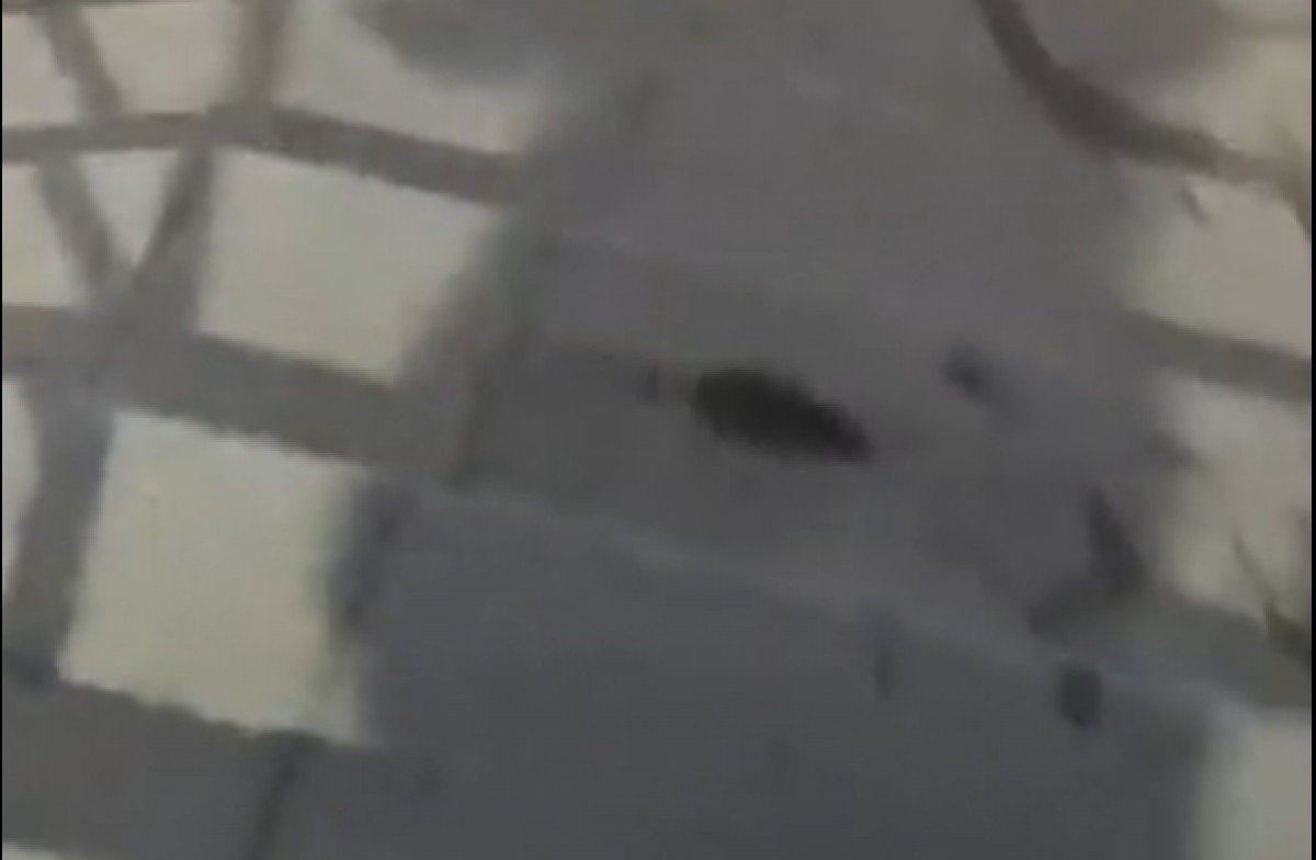 Imatge d'una rata corretejant pel carrer Mir