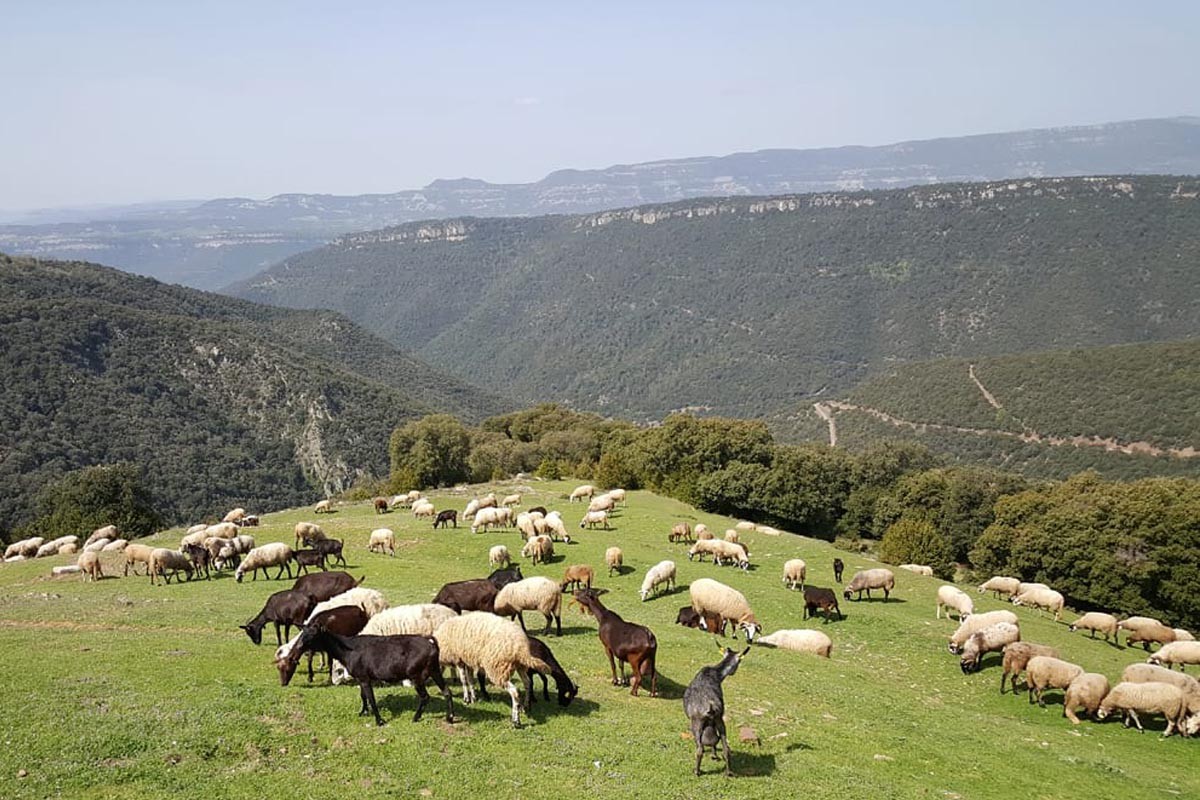 Ramat d'ovelles al Parc Natural del Montseny 