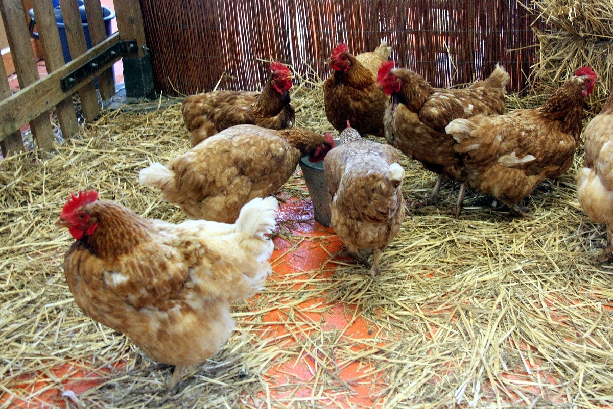 Un grup de gallines s'alimenta de gra 