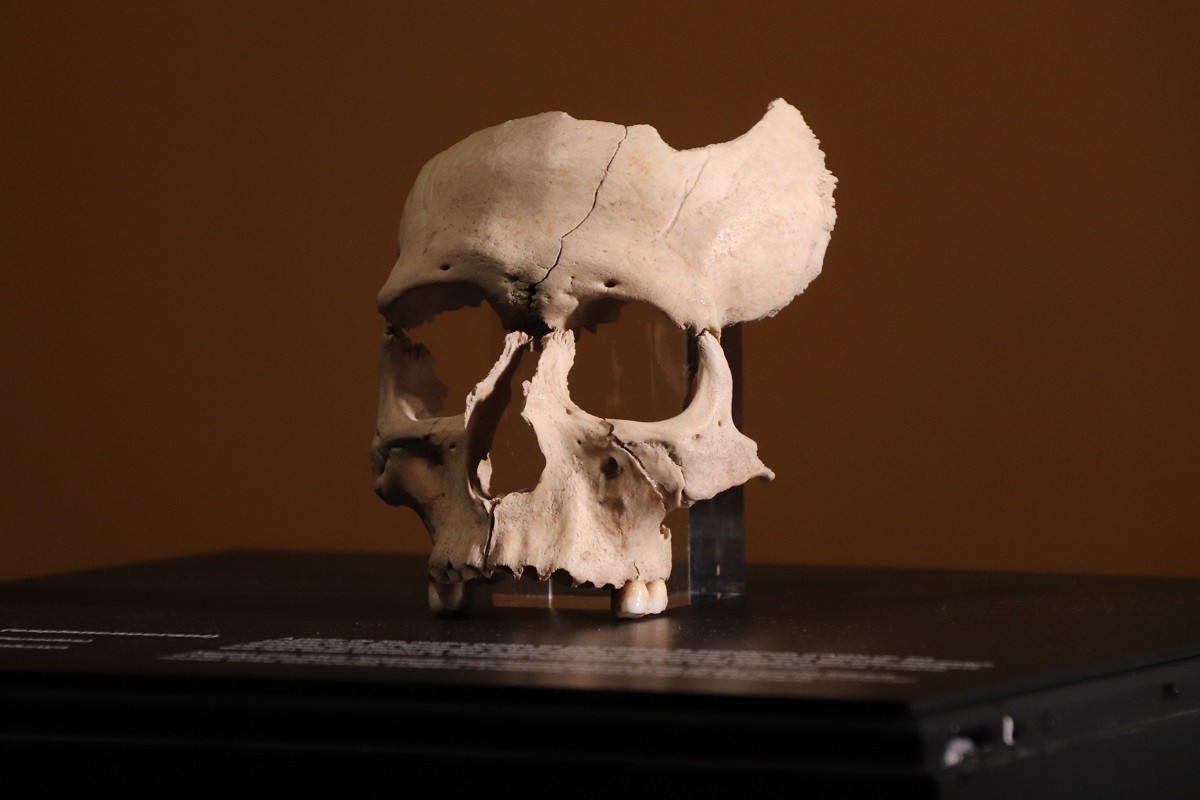 El crani humà localitzat al jaciment iber d'Olèrdola