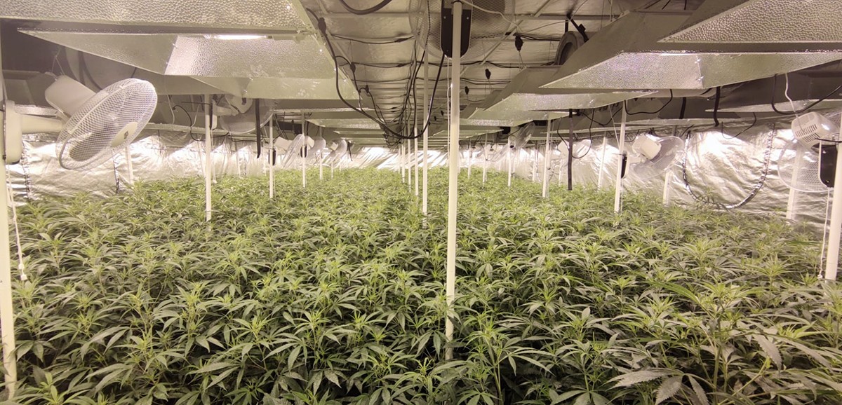 Imatge de l'interior de la granja, amb el cultiu indoor de cannabis