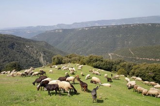 Vés a: Pla per a fomentar la ramaderia extensiva al Parc Natural del Montseny