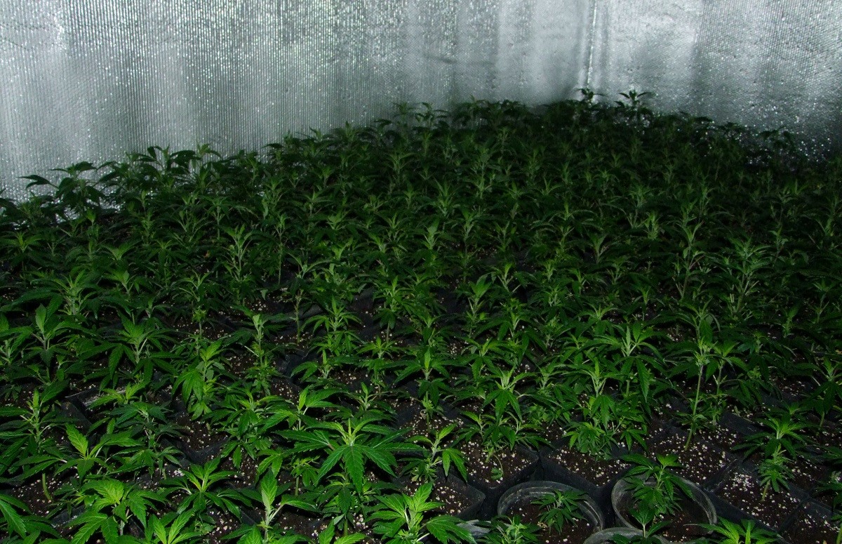 Vista àeria d'una plantació de marihuana