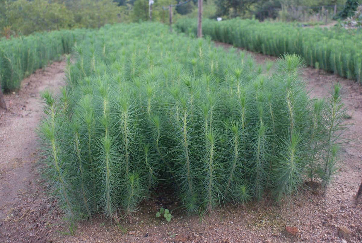 Planter de pins «radiata» de la Cooperativa Forestal.