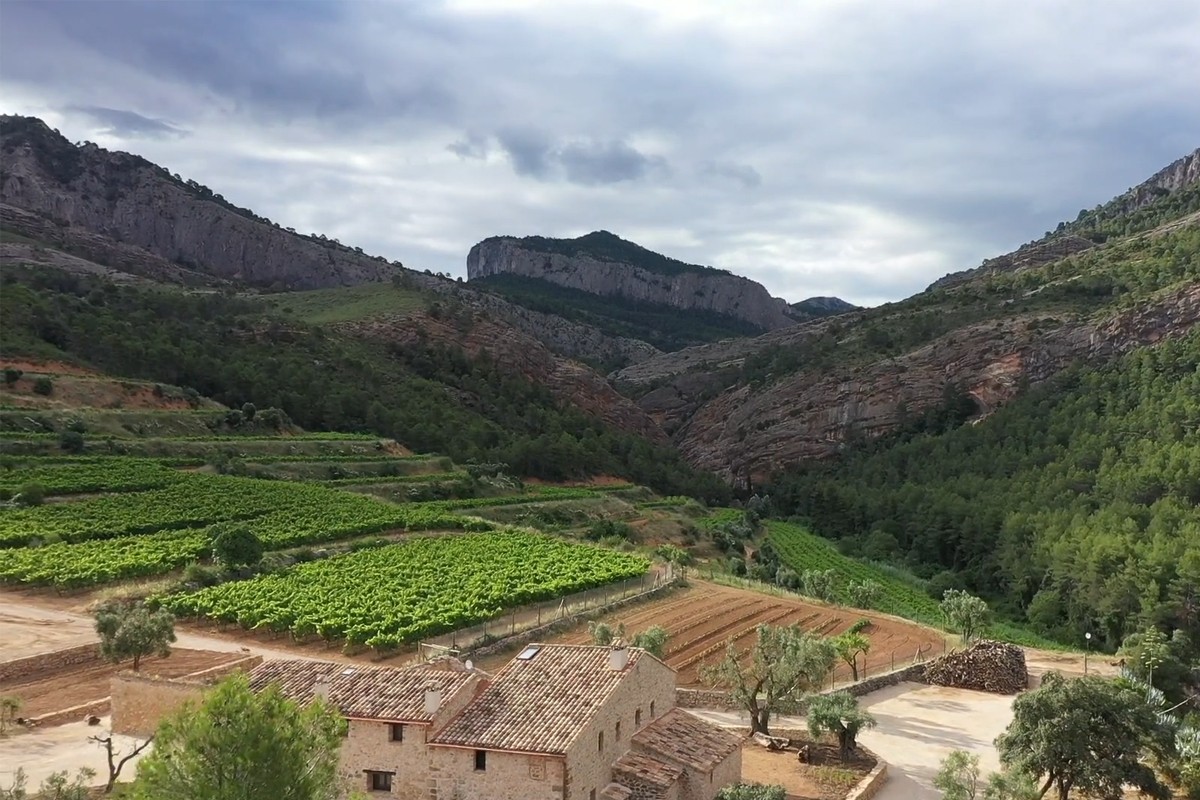 Mas de Sotorres, la vinya de garnatxa blanca de més altitud de la Terra Alta, situada a Els Ports