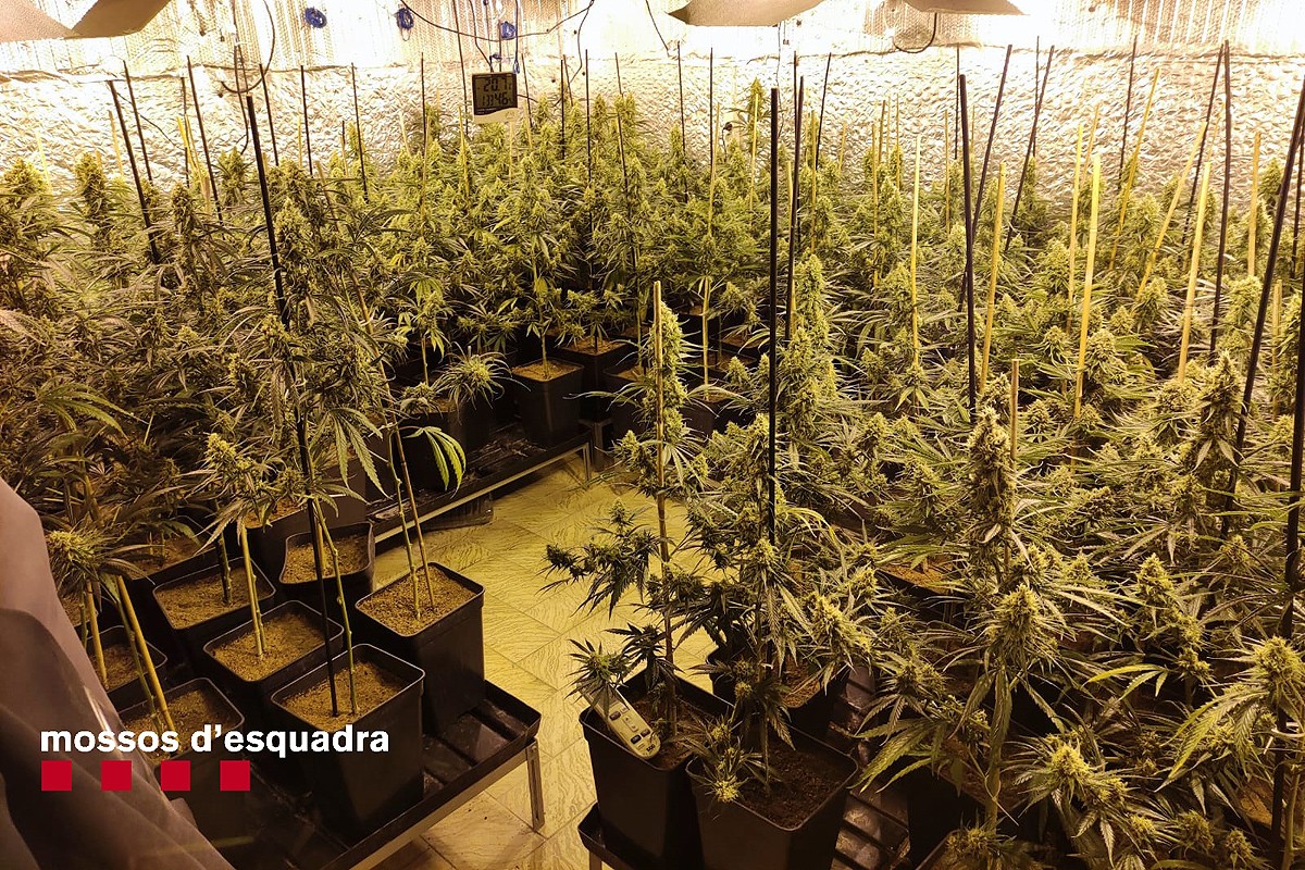 Plantació de marihuana trobada a la casa de Pineda