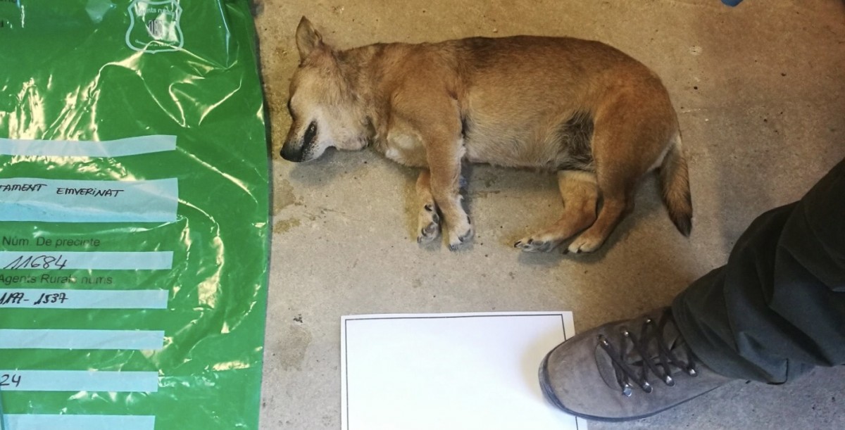 Imatge d’un gos mort pel veí de Golmés
