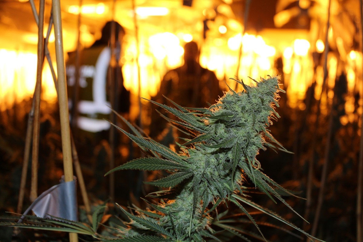 Els Mossos es reforcen per lluitar contra el cultiu i tràfic de marihuana.