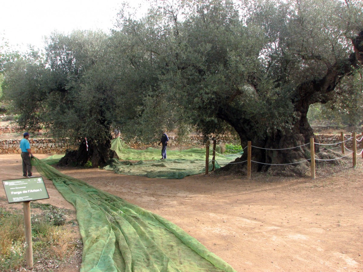 Ple general d'uns pagesos treballant en oliveres mil·lenàries de la finca d'Arión, Ulldecona. 