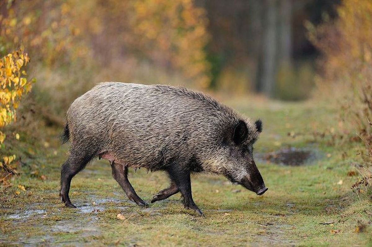 Un porc senglar