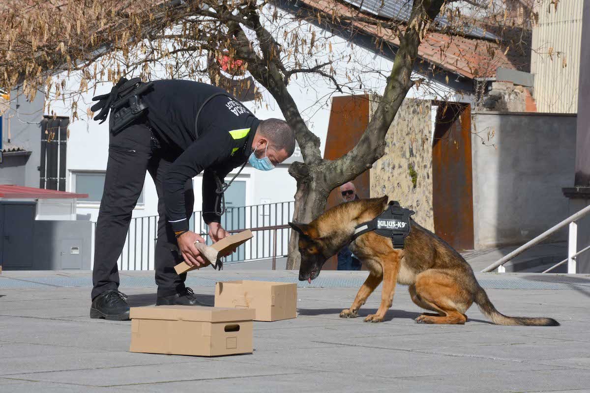 Cop és el pastor belga que s'incorpora a la nova unitat canina.