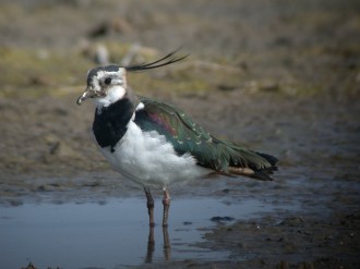 Vés a: ​El Delta de l'Ebre registra un màxim històric d'ocells aquàtics hivernals tot i perdre capacitat d'acollida