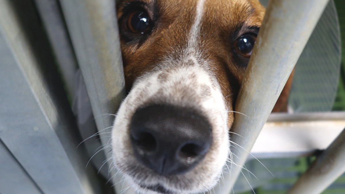 Un gos beagle engabiat