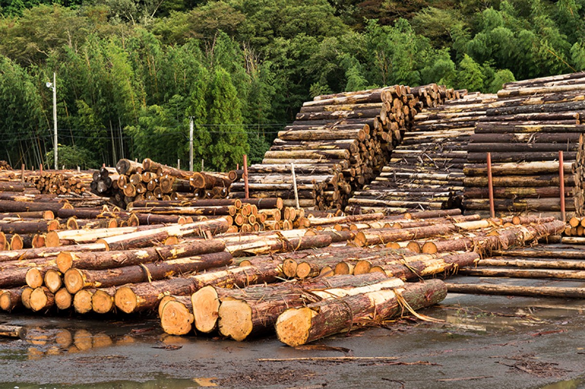 La «fusta de conflicte» no es pot fer servir en grupsde productes certificats per PEFC.