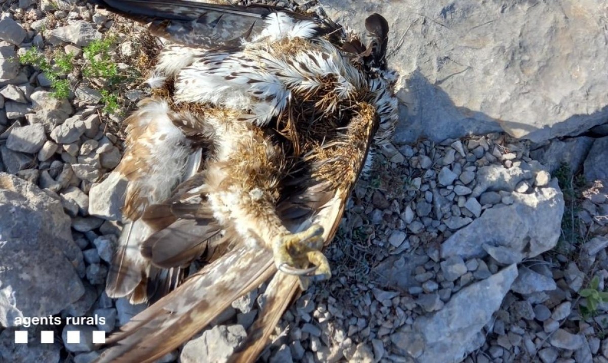 Foto de l'àguila cuabarrada abatuda a trets