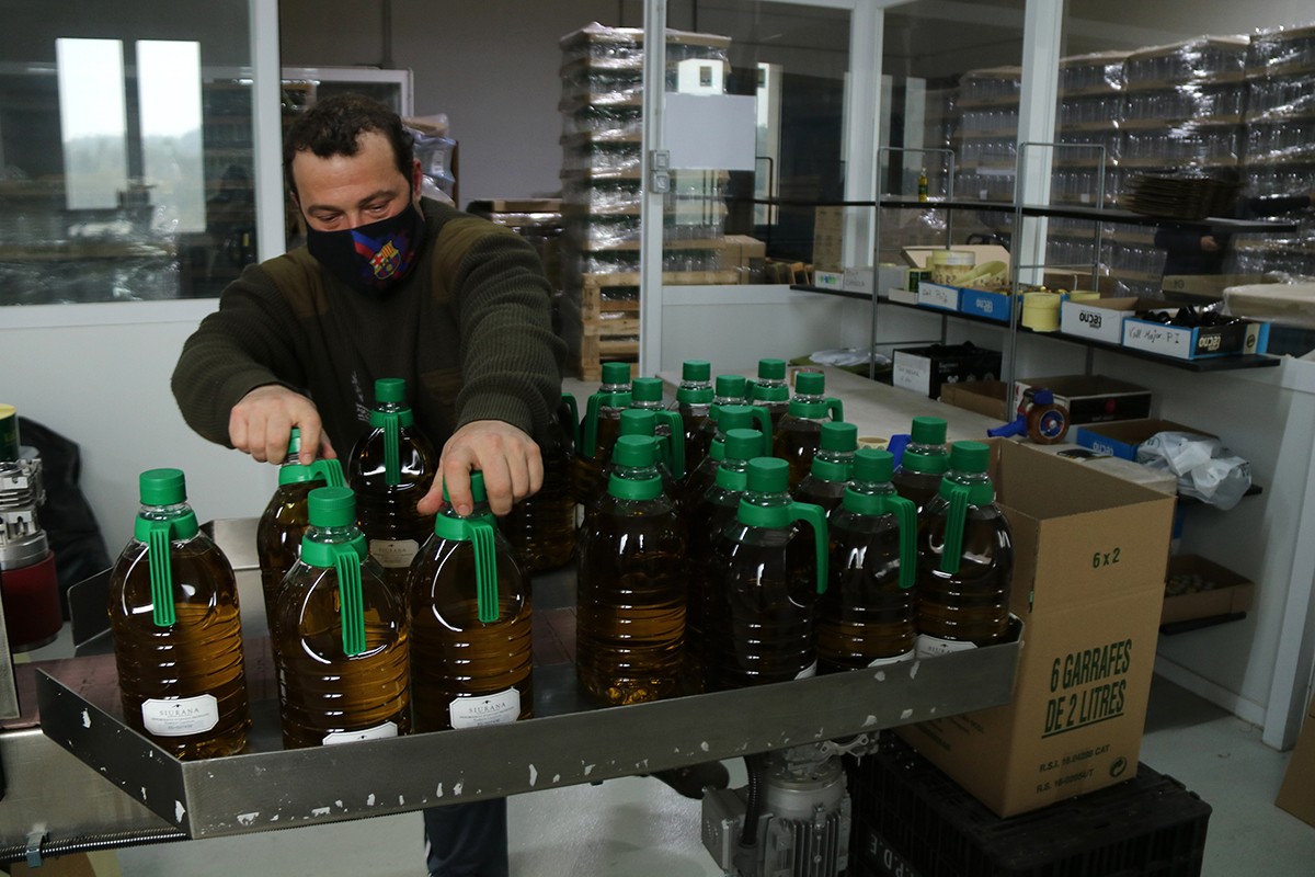 Un treballador de la cooperativa de la Palma d'Ebre etiquetan garrafes d'oli.