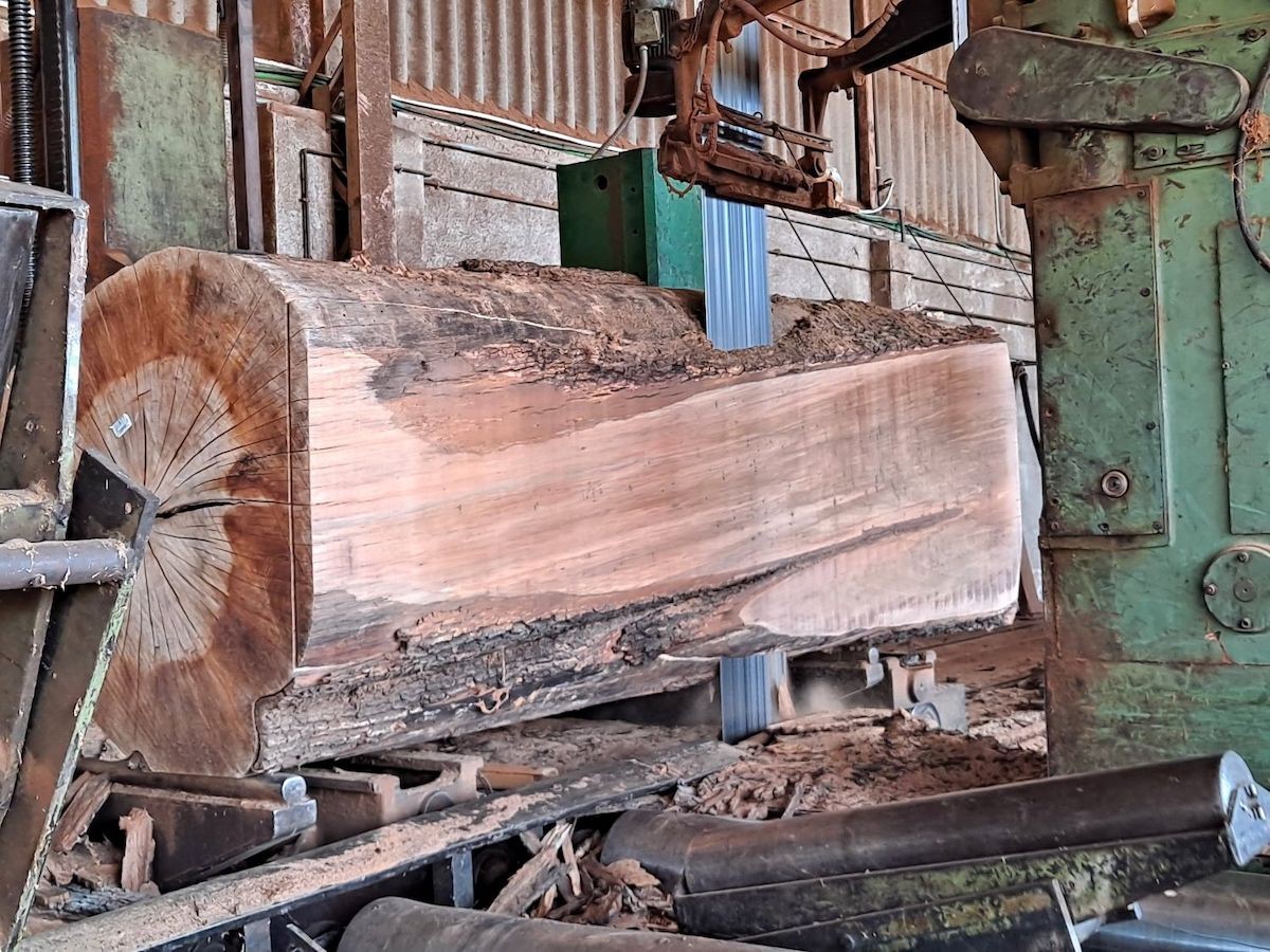 Talla d'un gros tronc de fusta d'alzina.