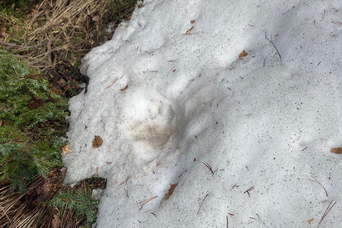 Mostra d'una petjada de l’ossa que el caçador va poder prendre sobre la neu