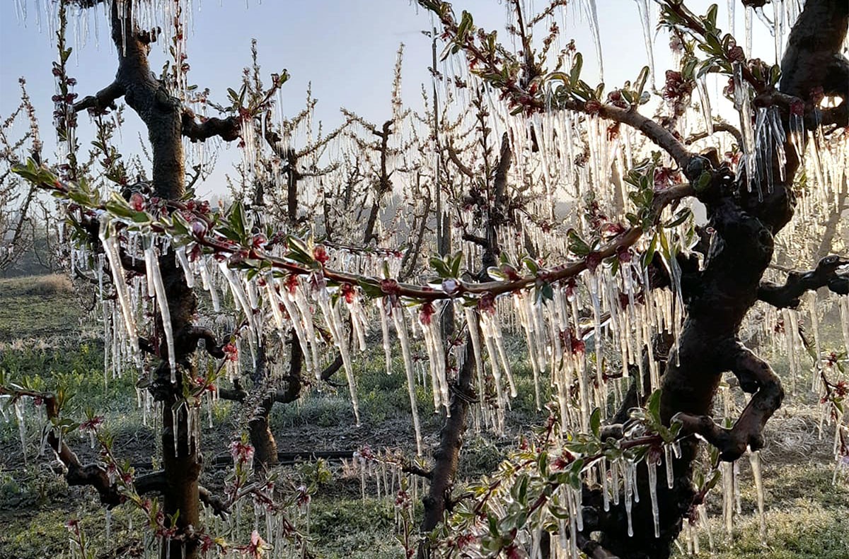 Fruiters del Segrià amb les flors cobertes de gel pel reg per aspersió que s'utilitza com a sistema antigelades