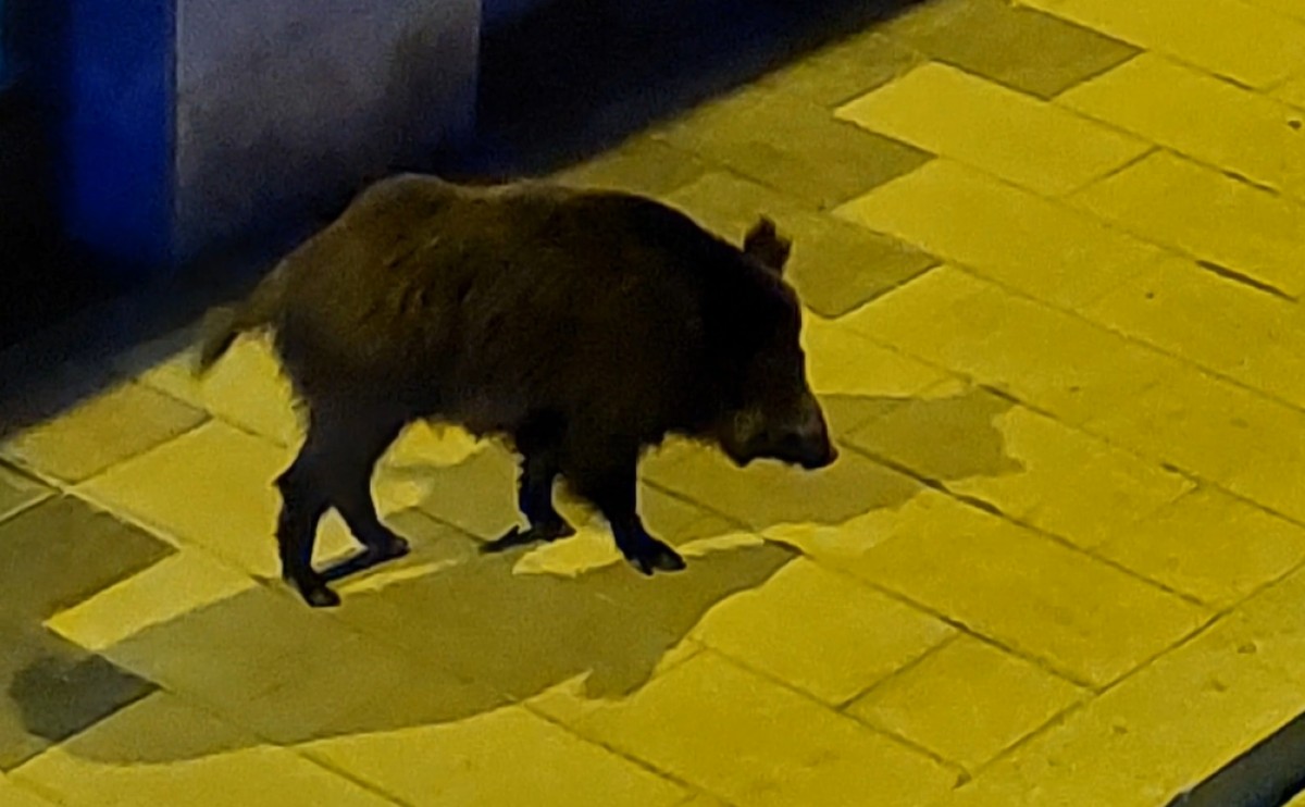 Un senglar passejant pel barri de Porta, a Barcelona