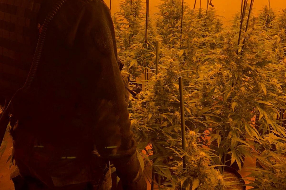 El cultiu de marihuana a Plata d'Aro