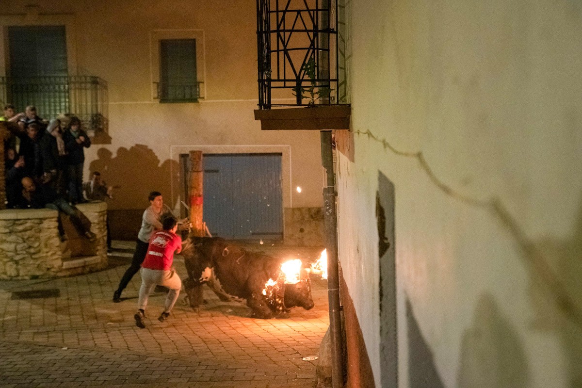 Dues persones sostenen un bou embolat a Aldover  