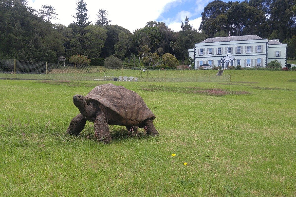La tortuga Jonathan, el 2020 als jardins de la casa del governador de Santa Elena