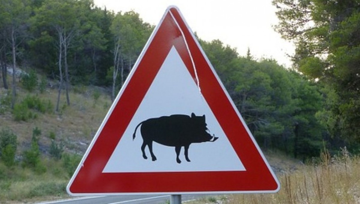 La policia de Cambrils demana prudència als conductors, en especial de nit, per la presència de porcs senglars a la via