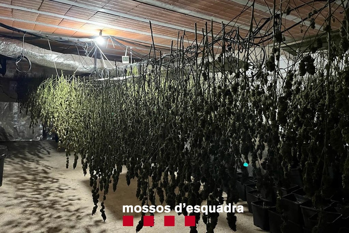 Plantes de marihuana assecant-se en una casa de Sant Feliu Sasserra