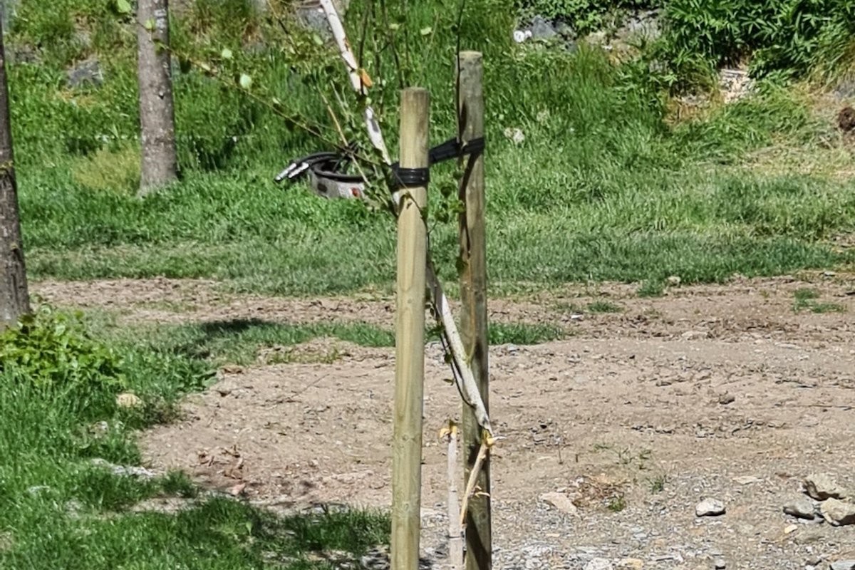 Imatge d'un dels arbres tallats durant la matinada de dissabte