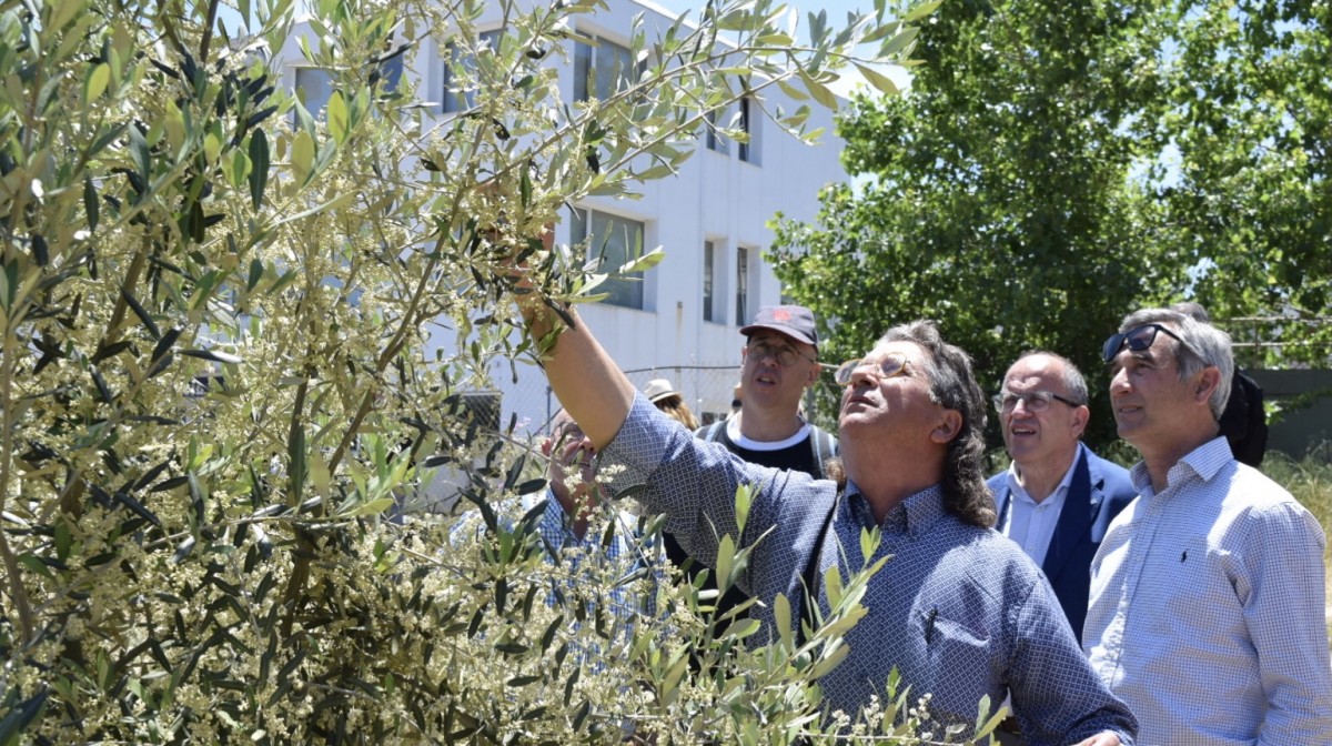 Empresaris i oleïcultors mirant una olivera a Creta